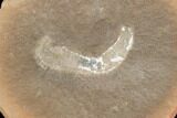 Fossil Polychaete Worm (Astreptoscolex) Pos/Neg - Illinois #120980-1
